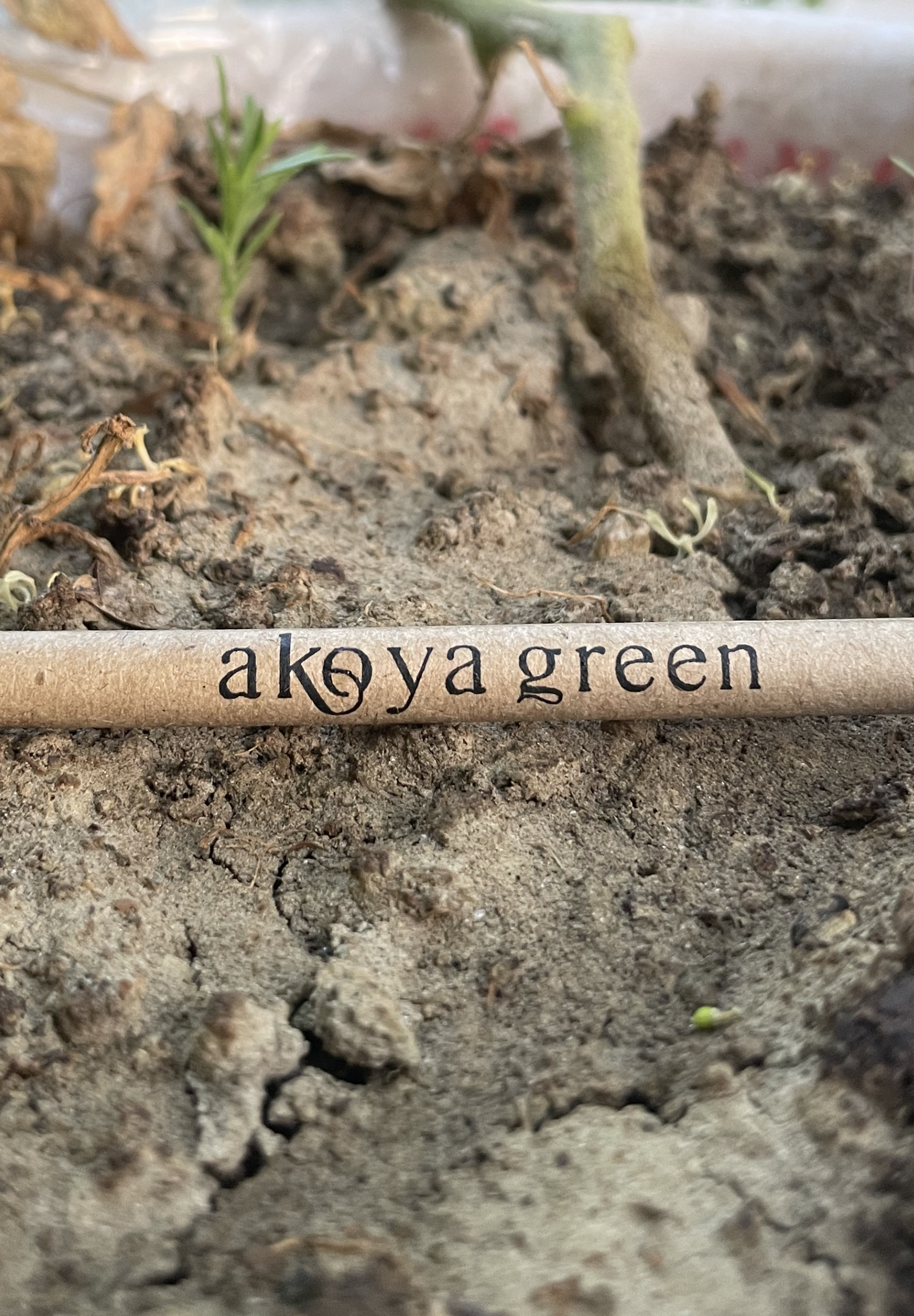 Growing plantable paperpen (pack of 10)